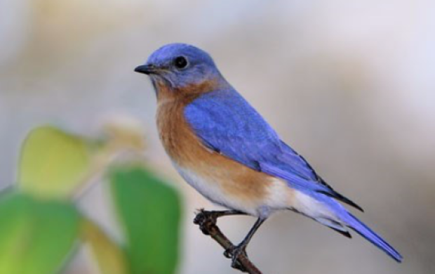 Bluebird