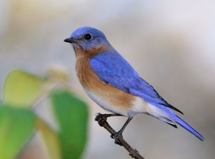 See the Bluebird Boxes