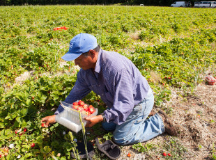 Picking strawberries in the field.