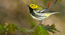 Birding