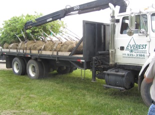Yearly Tree Planting