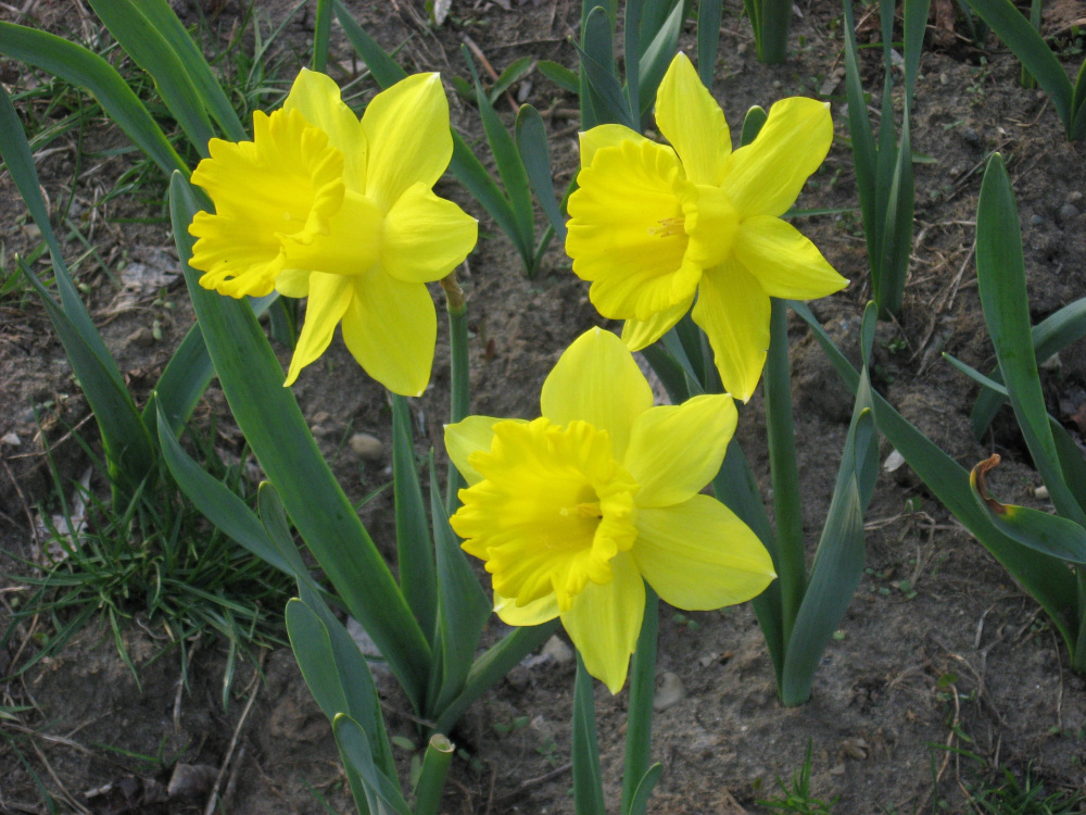 Daffodils Along the Trail