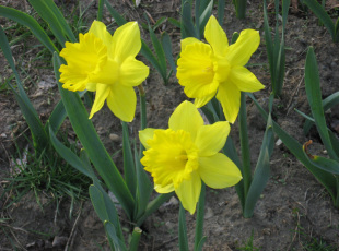 Daffodils Along the Trail