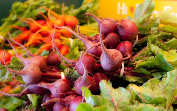 Fresh pulled radishes