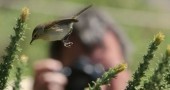Birding in Southampton
