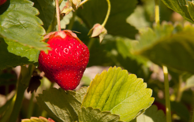 Strawberries in the field