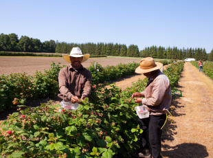 Picking fresh raspberries.