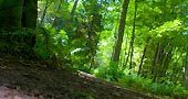 Beiner's Bush Trail
