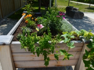 Port Elgin Raised Bed