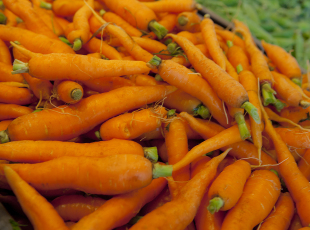 Freshly pulled carrots