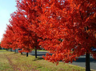 Yearly tree planting....Red Blaze Maples 
