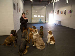 $5 off day of Doggy Daycare!