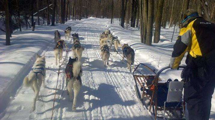 Green Feet Dogsledding  